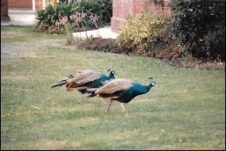 Two peacocks strut across a grassy lawn in an aged colour photograph.