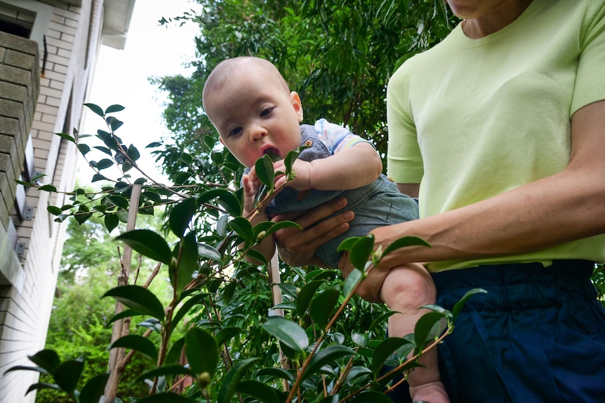 A baby looks and reaches for the leaves of a plant as his mother holds him. 