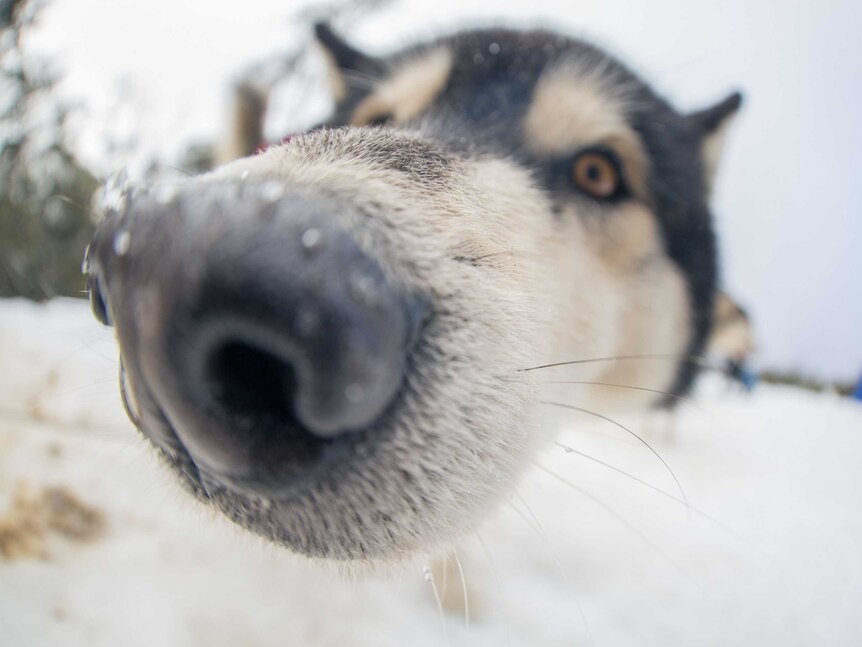 A husky takes a closer look at the camera lens.