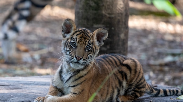 tiger cub laying down on a tree trunk