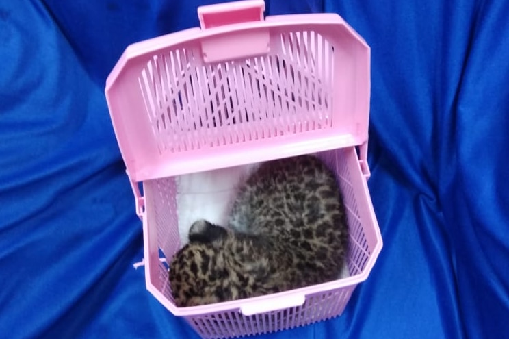 A leopard cub inside a pink cage at the Chennai airport in India.