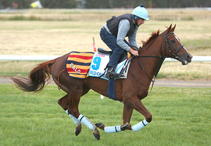 Red Cadeaux returns for another Melbourne Cup