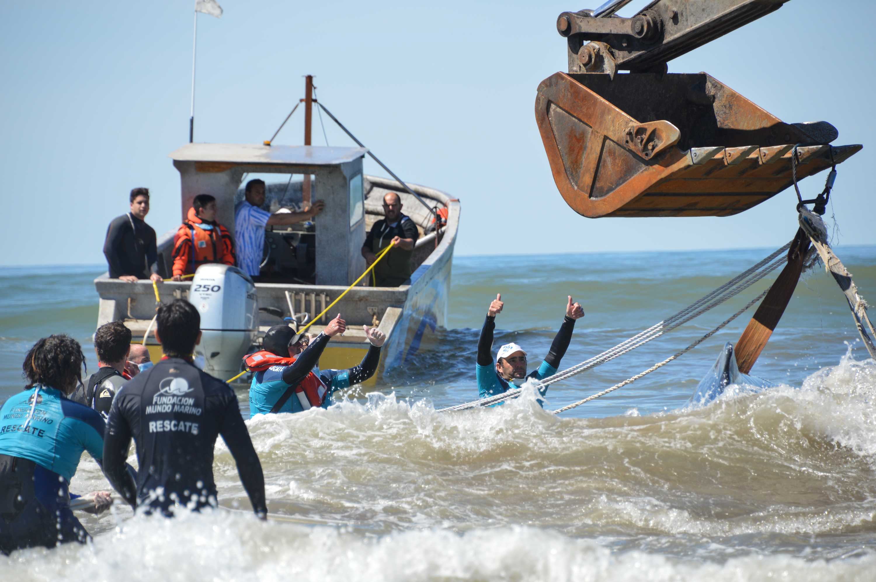 Rescuers give thumbs up as whale towed out to sea