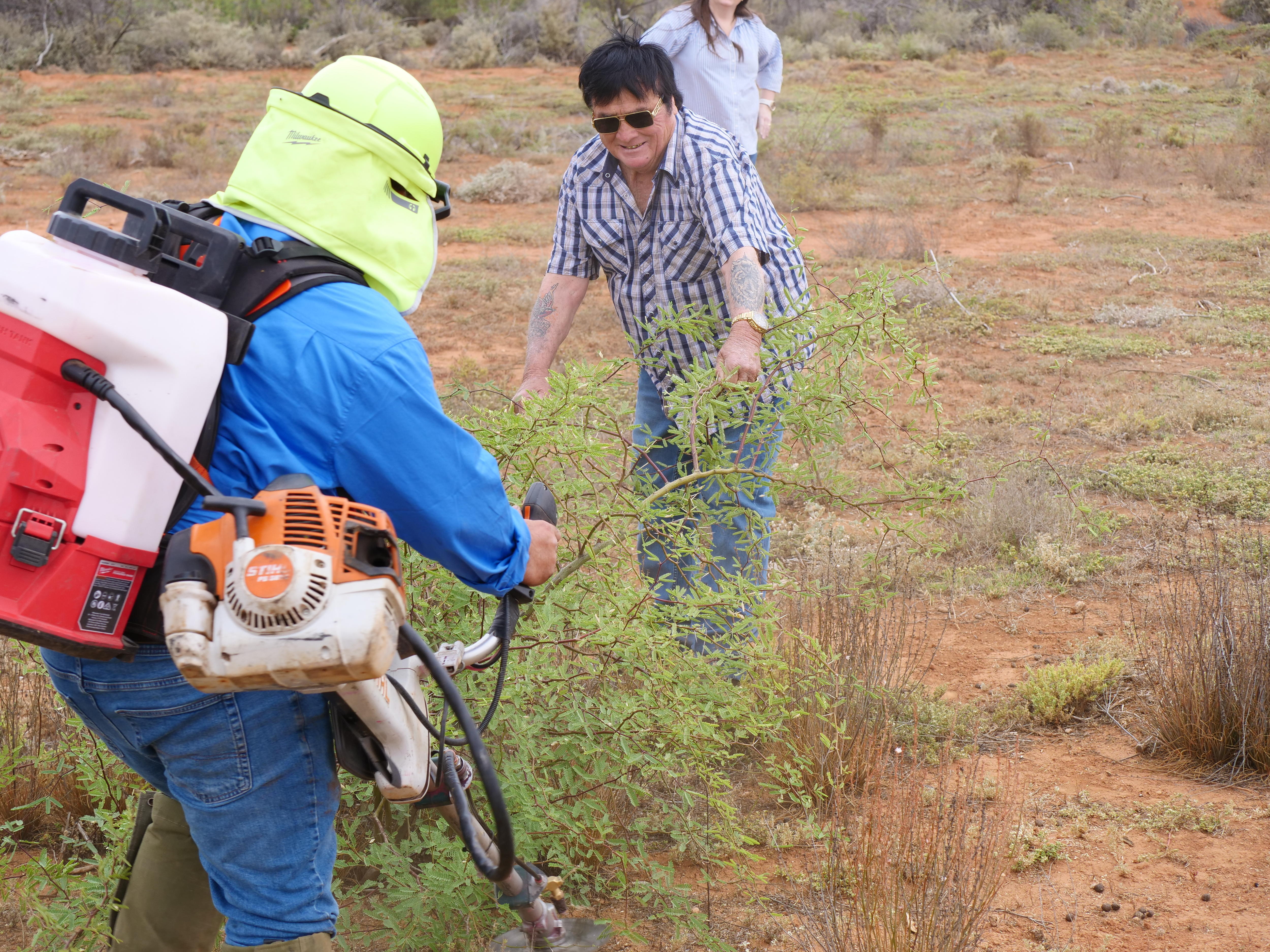 Um homem de camisa azul e jeans com uma mochila de maconha corta uma planta verde e um homem de camisa xadrez segura galhos de maconha