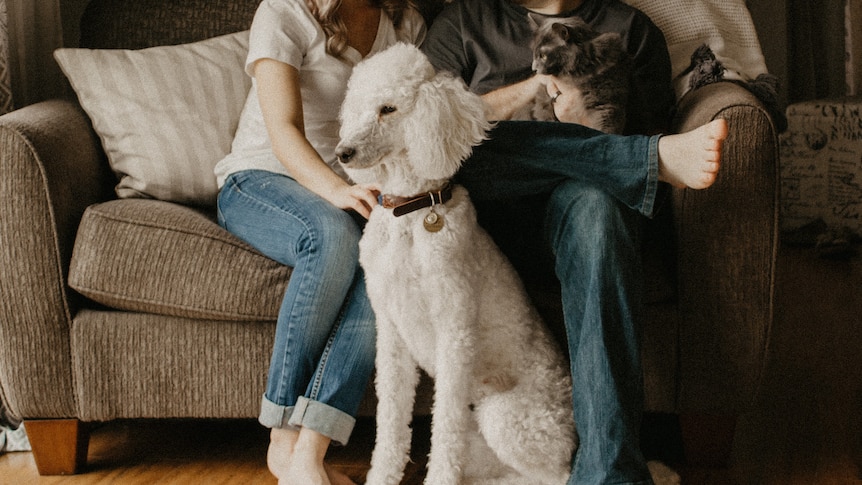 An anonymous couple sit on the couch with a large white poodle and a cat.