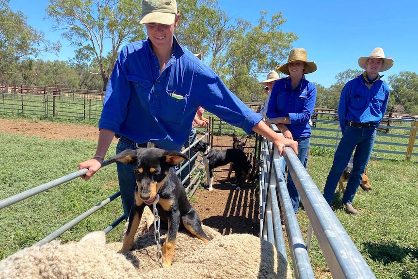 A kelpie puppy sits on the back of a sheep while teenagers in blue shirts smile.