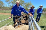 A kelpie puppy sits on the back of a sheep while teenagers in blue shirts smile.