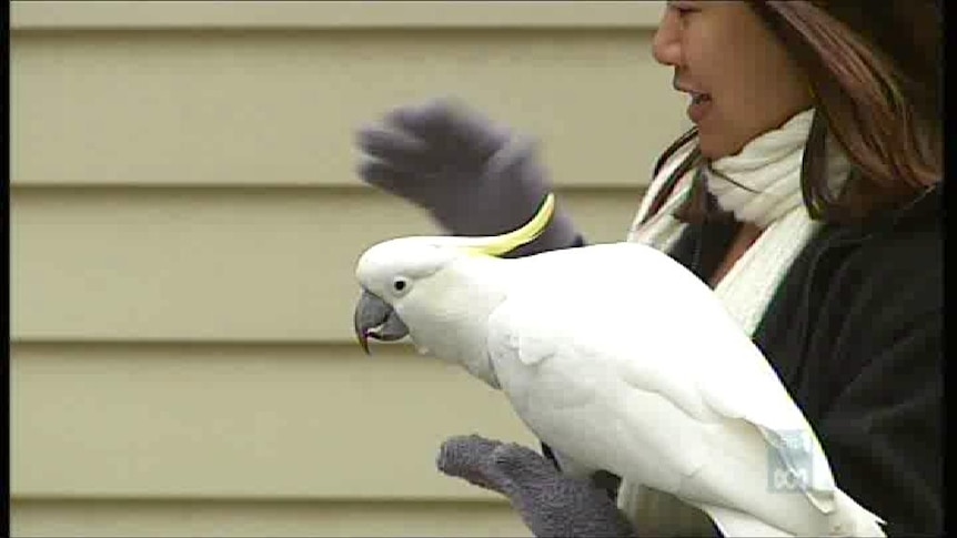 Vic homes damaged by invading cockatoos