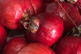 Red bush apples from Arnhem Land