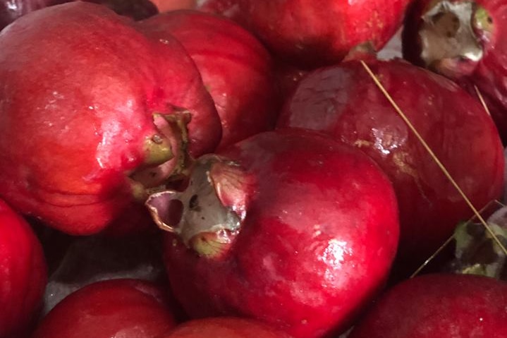 Red bush apples from Arnhem Land