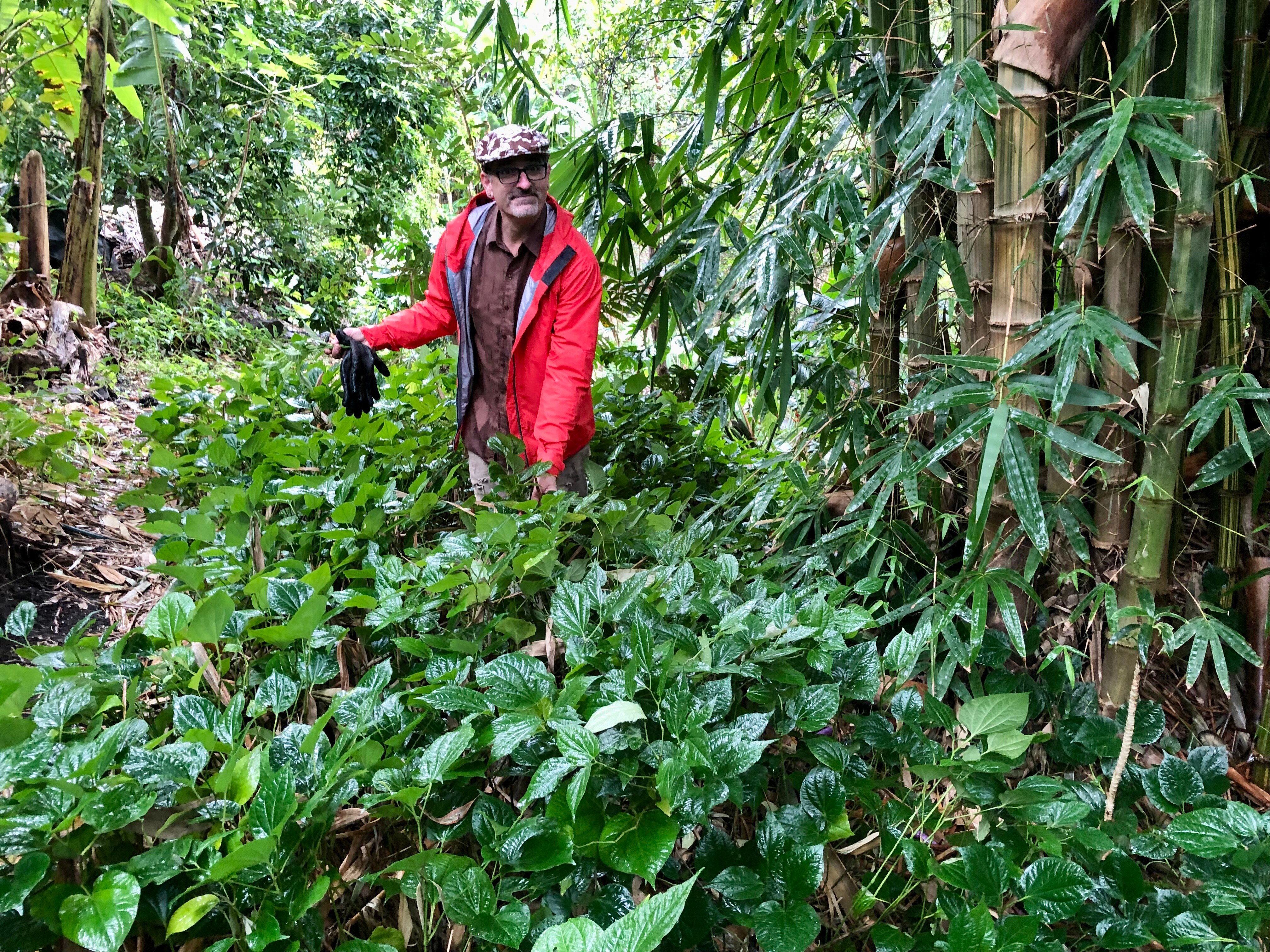 A man stands in a jungle like setting.