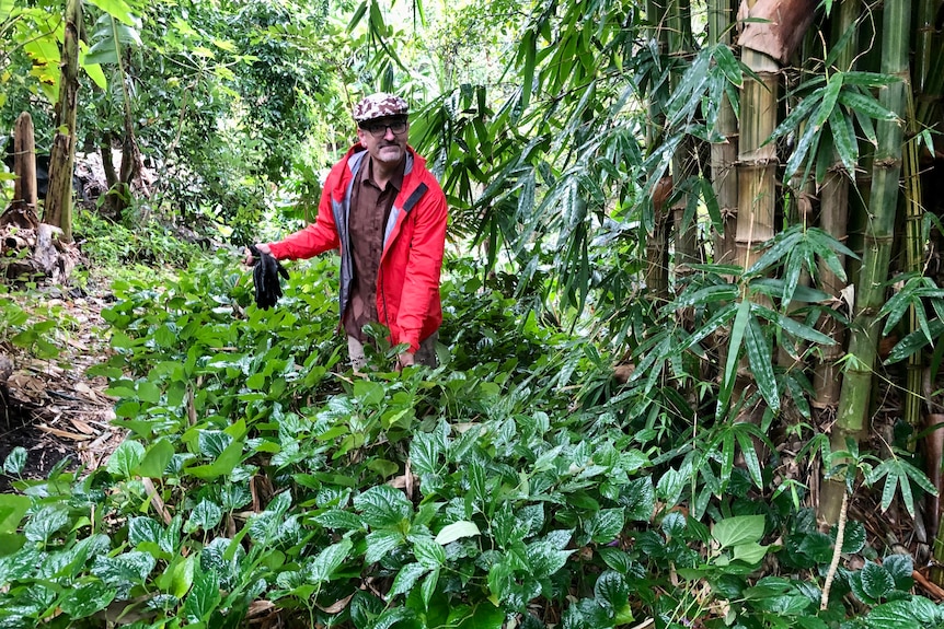 A man stands in a jungle like setting.