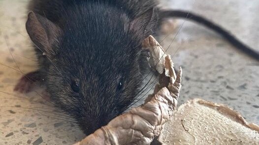 How to Get Rid of Mice, According to Experts