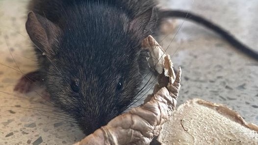 Mouse having a feed on a kitchen bench