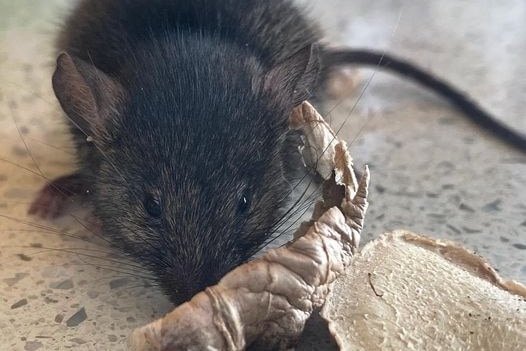 Mouse having a feed on a kitchen bench