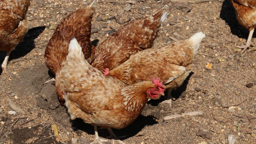 Chickens pecking away at the ground.