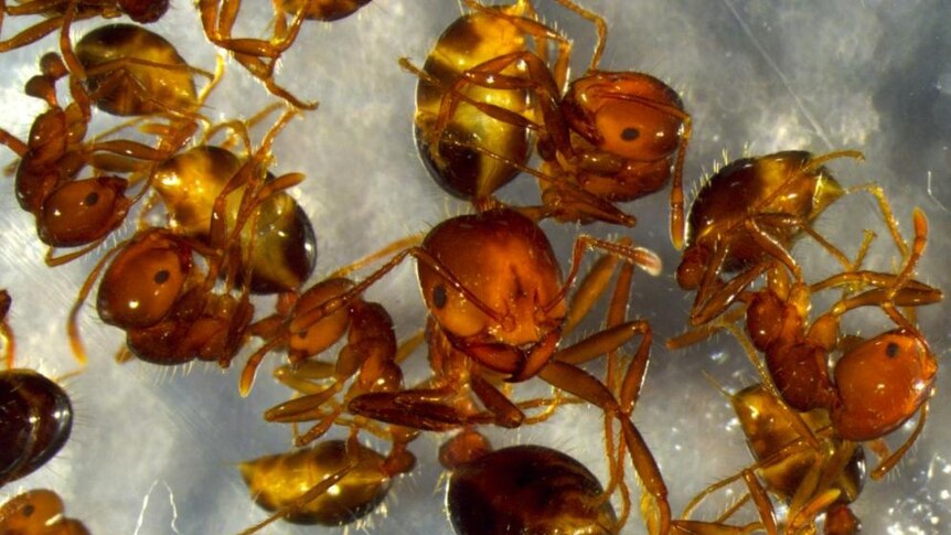 Fire ants in NSW
