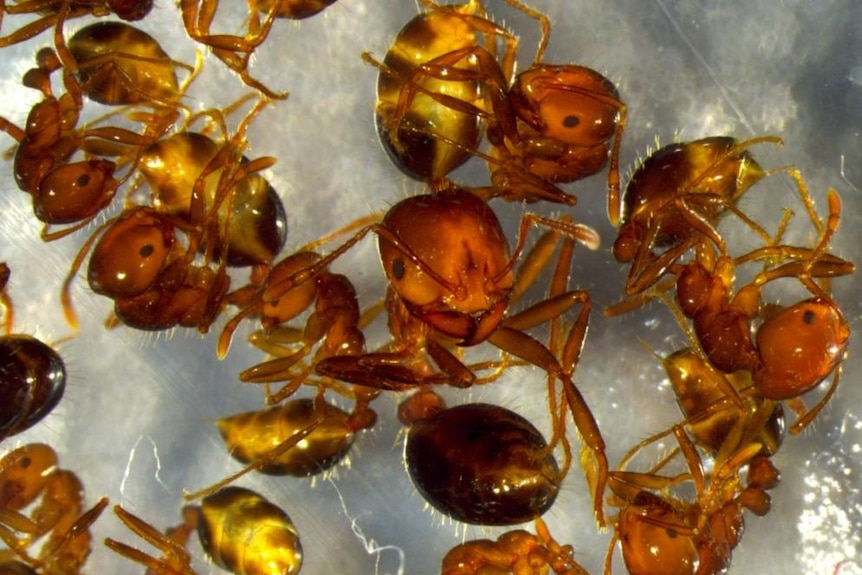 Fire ants in NSW