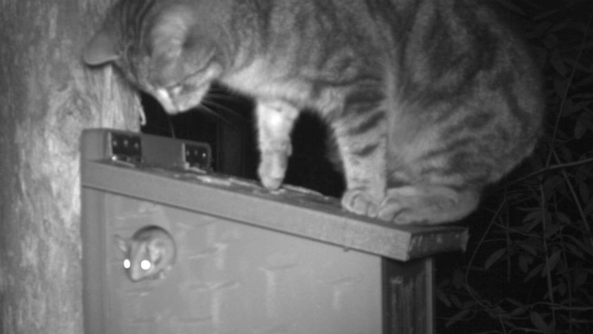 A cat sitting on a nesting box with a possum sticking its head out of a hole in the side.