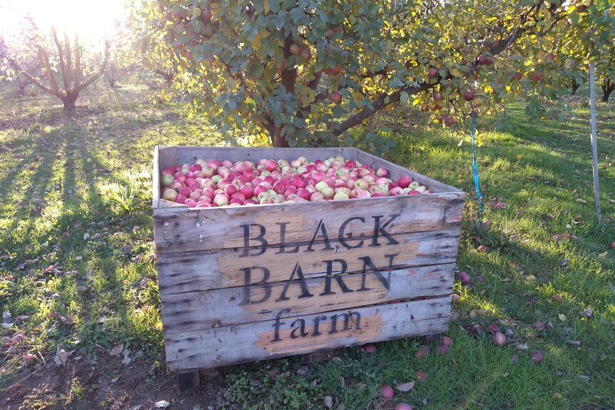 A wooden box full of apples, with the words Black Barn Farm on the side