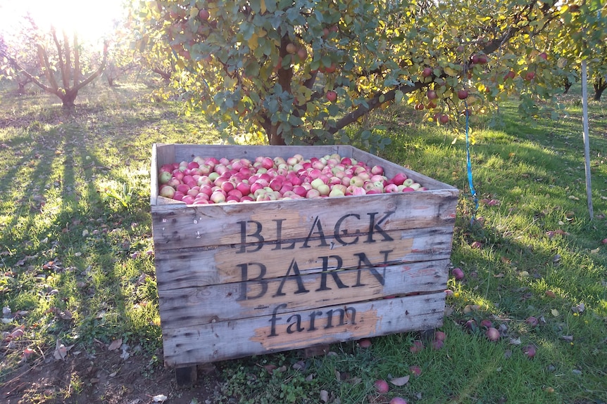 A wooden box full of apples, with the words Black Barn Farm on the side