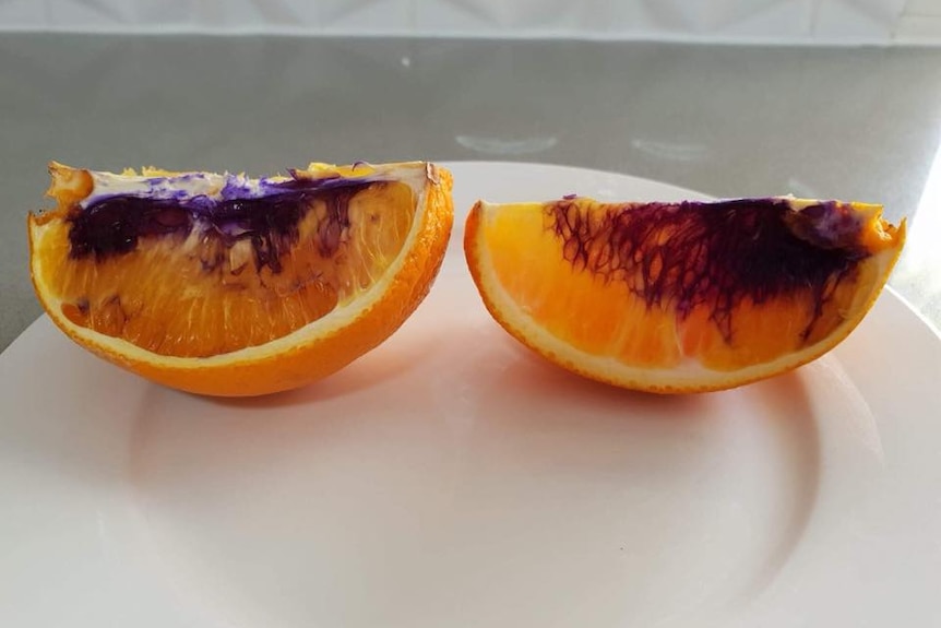 Slices of orange with purple colouring