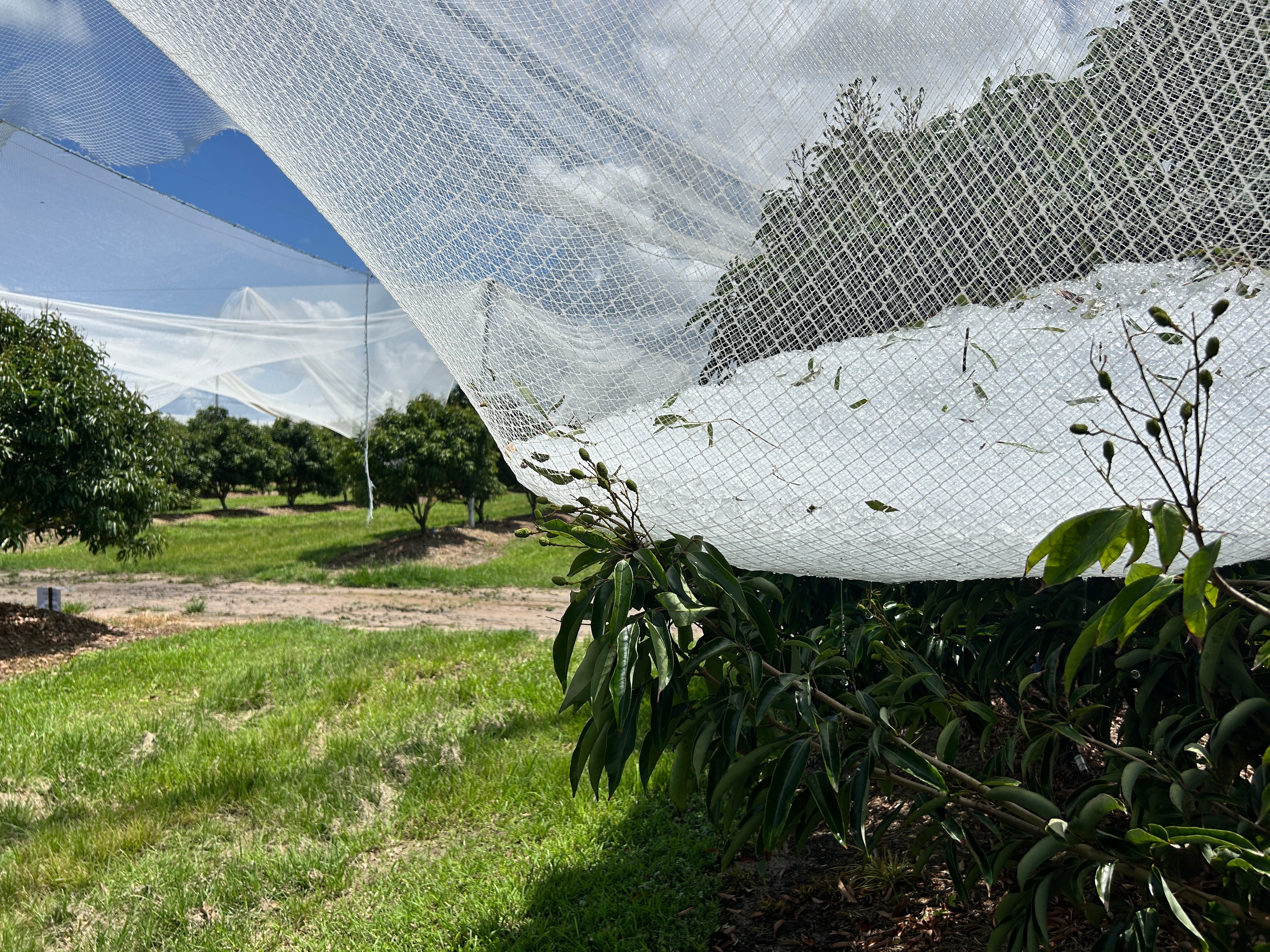 Los granizos yacen en una red rota que cuelga sobre los árboles de lichi.