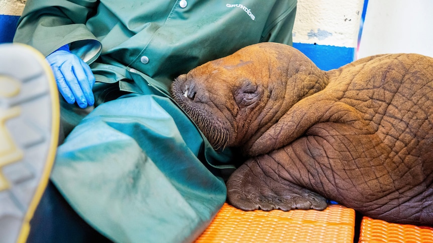 A Pacific walrus pup rests his head on the lap of a staff member