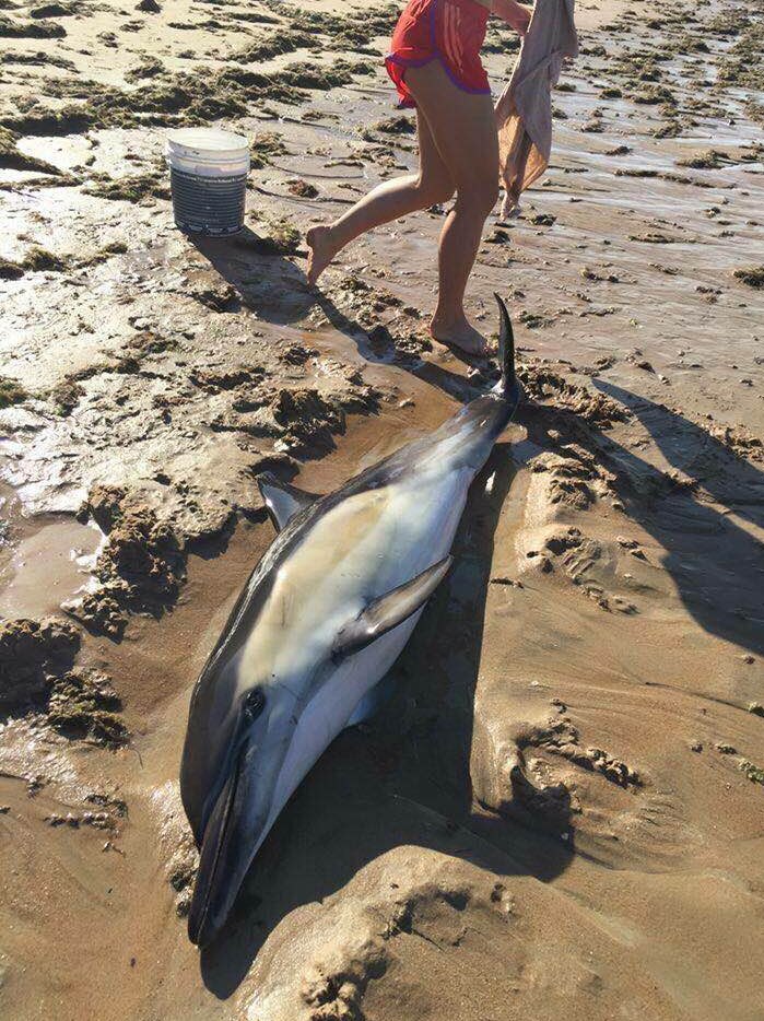 Dolphin lies on the sand in distress