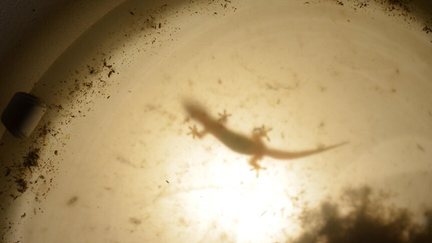 Gecko sits inside a light.