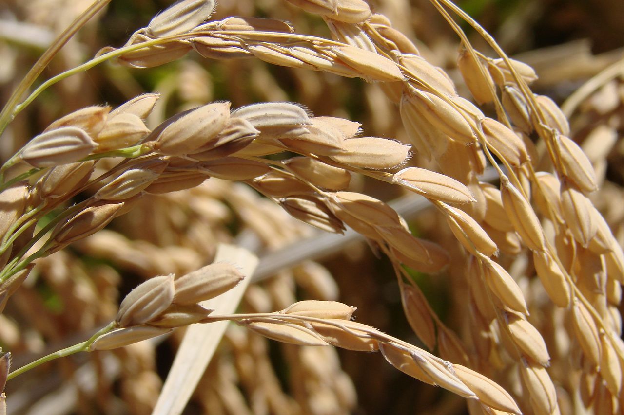 Soggy rice - ABC News