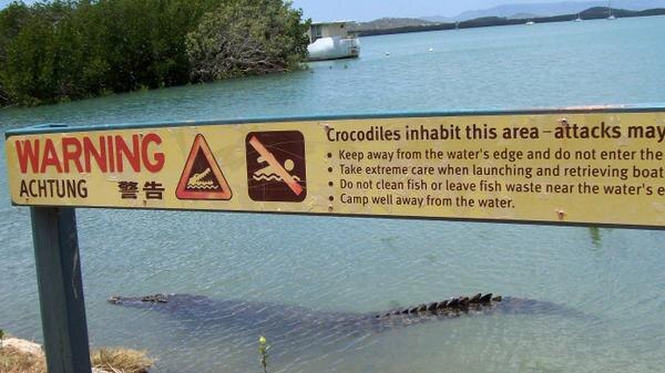 Crocodile near Cooktown