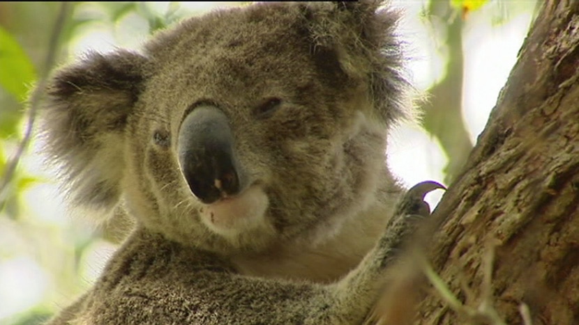 Koalas destroying Cape Otway manna gums