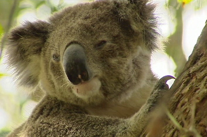 A close-up of a koala in a tree.