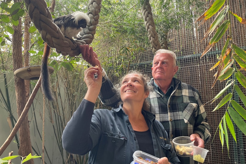Un homme aux cheveux gris et une femme regardent un singe dans une cage avec des feuilles, sourient et le nourrissent.
