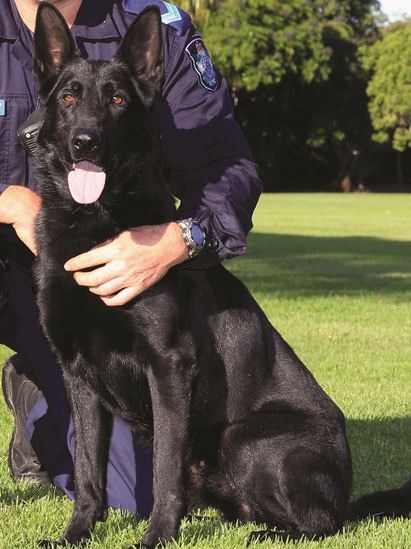 Queensland Police Service dog Ox