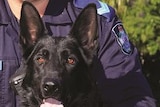 Queensland Police Service dog Ox