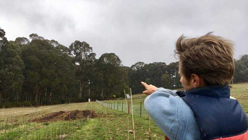 Orchardist Charlie Showers points to a collection of trees already grafted for the orchard