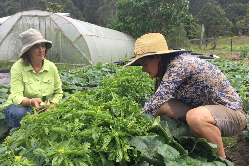 Two woman squat in a vegetable patch.