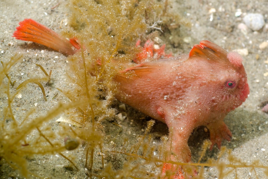 Tasmanian red handfish