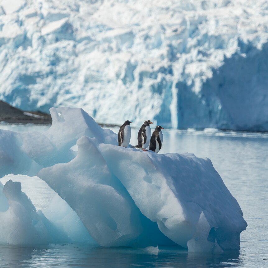 Three penguins stand on a floating iceberg