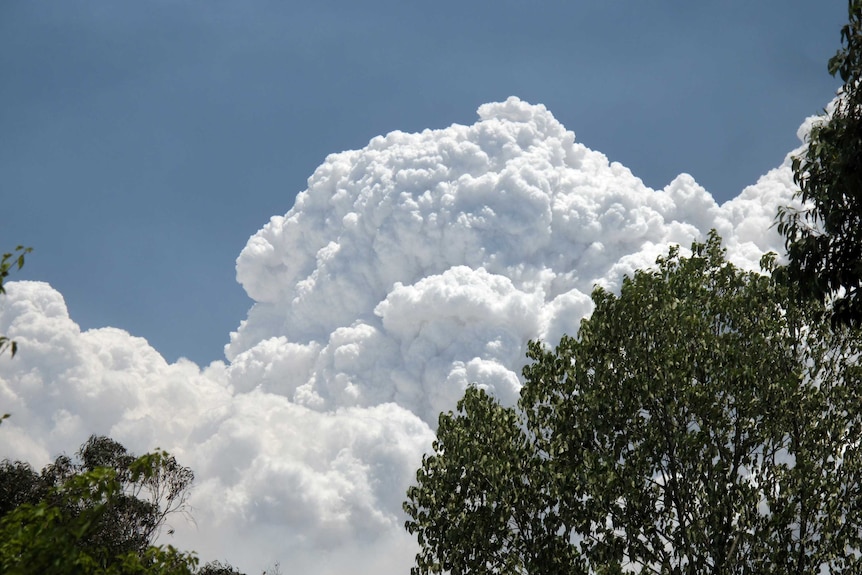 A huge white cloud against a blue sky with trees in the foreground.