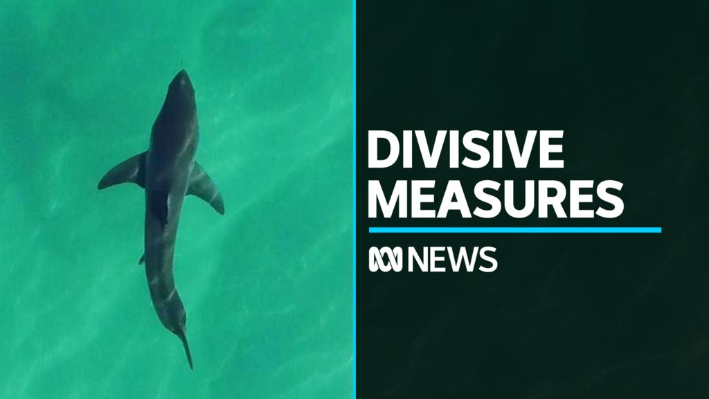 Shark nets redeployed at dozens of NSW beaches - ABC News