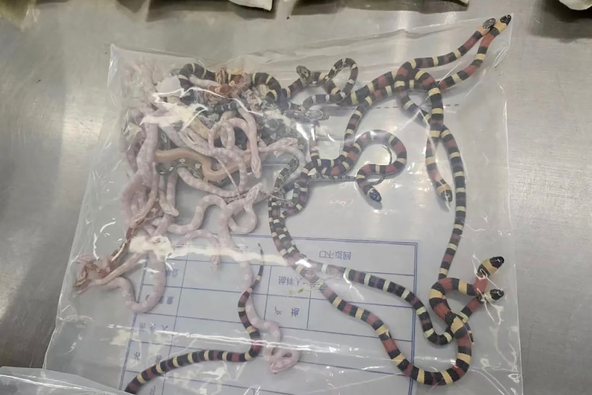 Snakes lie on top of each other in a plastic bag which sits on a metal table