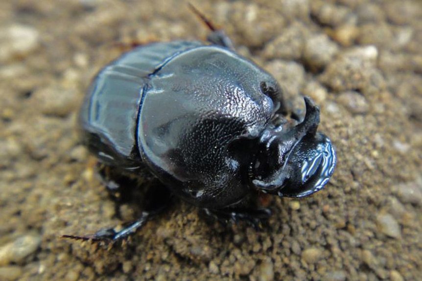Close up on the dark and shiny armour of a large beetle.