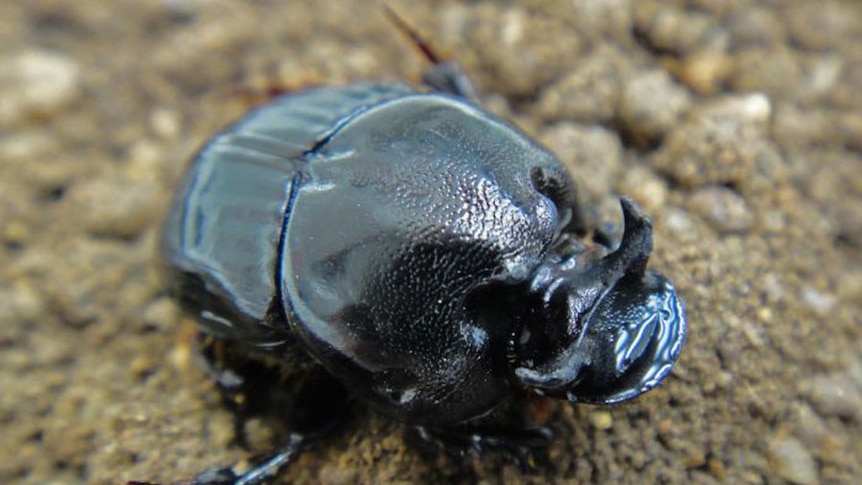 Close of of the French dung beetle, bubas bubalus