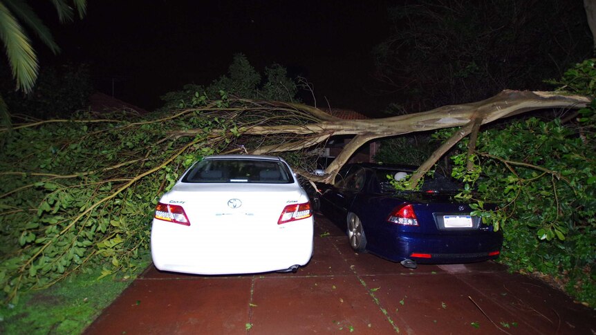 A tree has fallen on two cars in the driveway of a home. a branch has gone through the window of one.