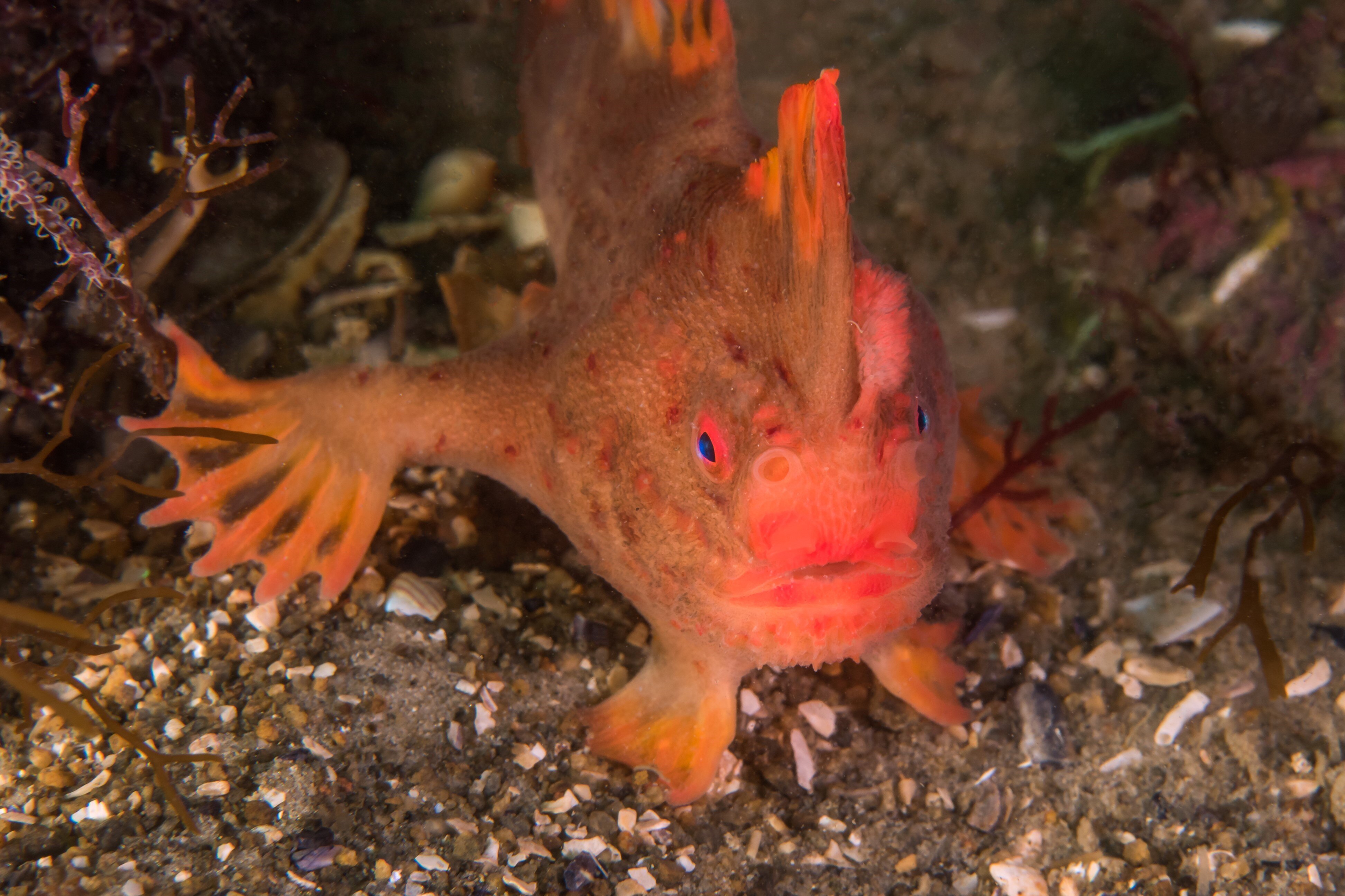 Red handfish in a dark marine environment.