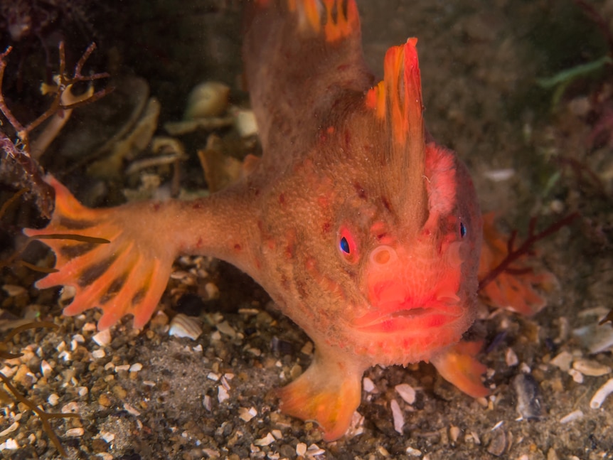 Red handfish in a dark marine environment.