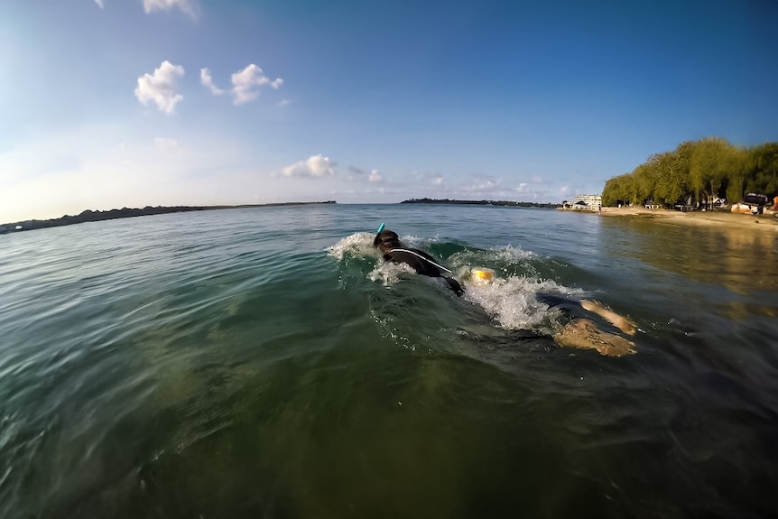 A swimmer in a wetsuit and a snorkel swims along a riverbank.